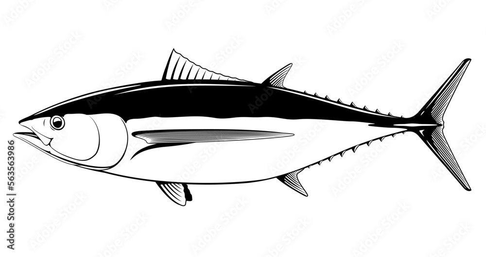 Albacore tuna fish in side view in black and white isolated illustration, realistic sea fish illustration on white background, commercial and recreational fisheries