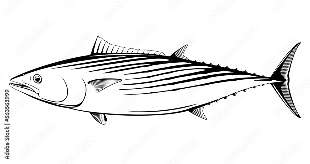 Atlantic bonito fish in side view in black and white isolated illustration, realistic sea fish illustration on white background, commercial and recreational fisheries