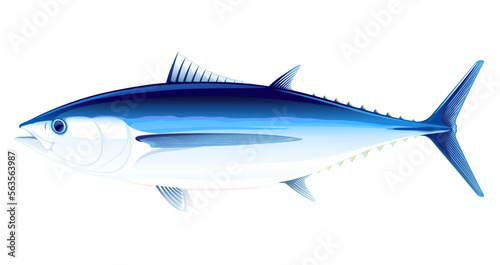 Albacore tuna fish in side view, realistic sea fish illustration on white background, commercial and recreational fisheries