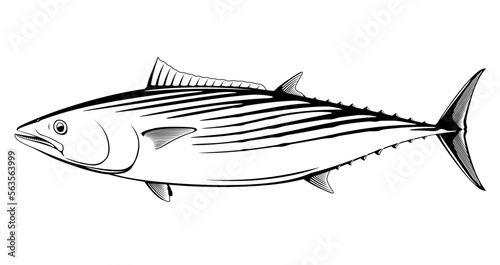 Atlantic bonito fish in side view in black and white isolated illustration, realistic sea fish illustration on white background, commercial and recreational fisheries