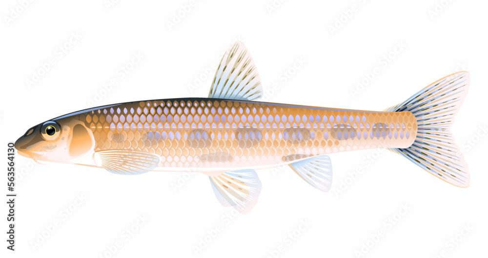 Realistic gudgeon fish isolated illustration one freshwater fish on Realistic gudgeon fish isolated illustration one freshwater fish on