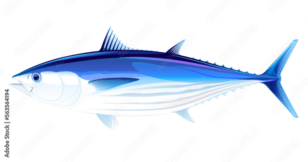 Skipjack tuna fish in side view, realistic sea fish illustration on white background, commercial and recreational fisheries Skipjack tuna fish in side view, realistic sea fish illustration on white background, commercial and recreational fisheries