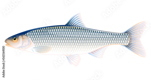 Realistic common dace fish isolated illustration, one freshwater fish on side view