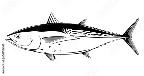 Little tunny fish in side view in black and white isolated illustration, realistic sea fish illustration on white background, commercial and recreational fisheries photo