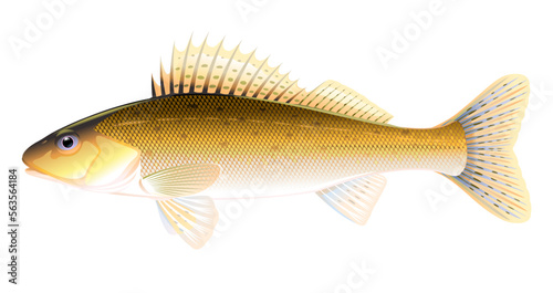 Realistic ruffe fish isolated illustration, one freshwater fish on side view, small barbed bottom-dwelling fish