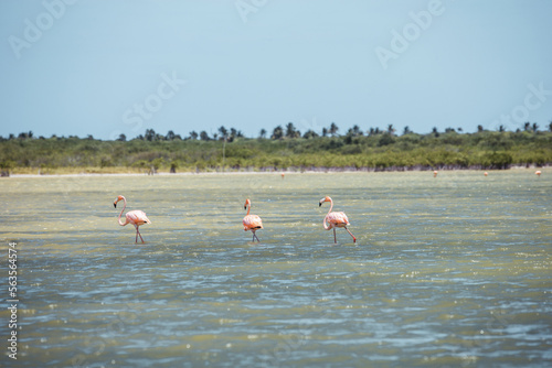 Beautiful pink flamingos living wild in the Laguna de Oviedo lagoon in the Dominican Republic. Wildlife photography, natural environment. Cute, funny birds.