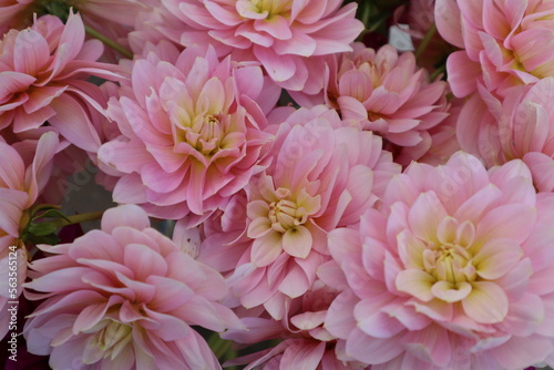 Pale Pink Dahlia Flowers. Romantic floral concept