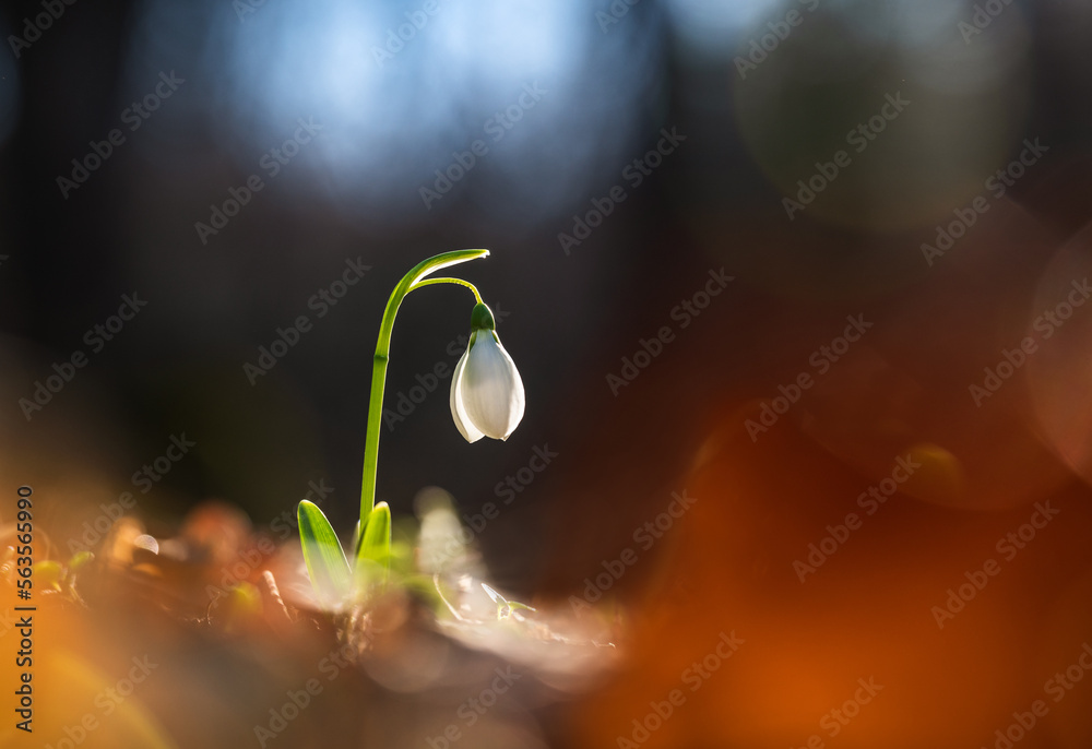 Spring flowers - snowdrops (Galanthus nivalis) blooming in a beautiful sunny day . Spring season Spring flowers - snowdrops (Galanthus nivalis) blooming in a beautiful sunny day . Spring season