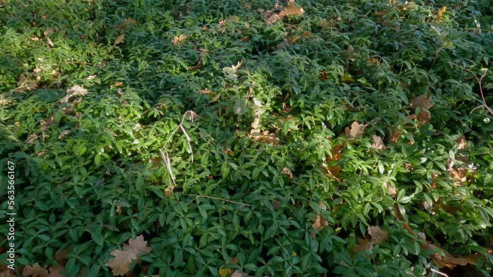 Glade overgrown with wild vinca in the autumn forest Glade overgrown with wild vinca in the autumn forest