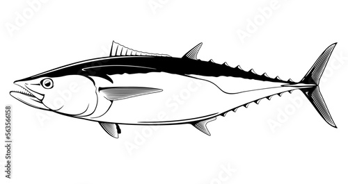 Dogtooth tuna fish in side view in black and white isolated illustration, realistic sea fish illustration on white background, commercial and recreational fisheries