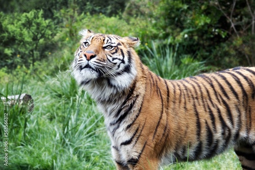 Sumatra Tiger profile view © Asmaa