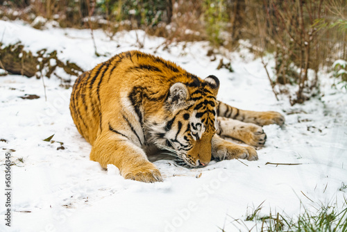 Tiger lying in the snow. Beautiful wild siberian tiger on snow © Asmaa
