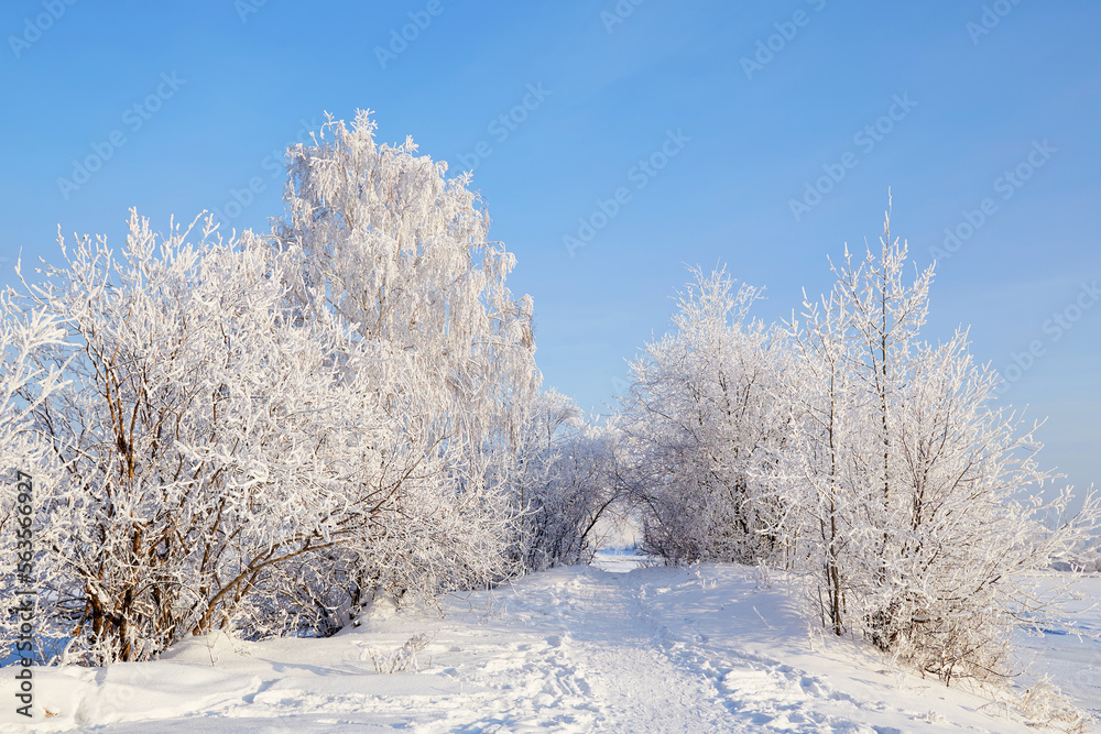 Beautiful winter landscape. Snow-covered trees and bushes, a path, snowdrifts. Beautiful winter landscape. Snow-covered trees and bushes, a path, snowdrifts.