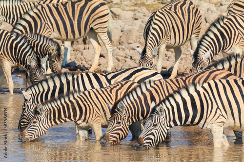Zebras in natural habitat in Etosha National Park in Namibia.