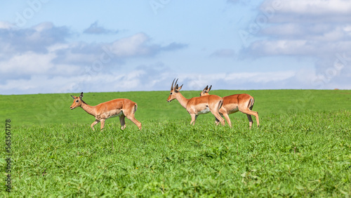Wildlife Nyala Antelope buck animals on summer grass hill plateau resting wilderness reserve.