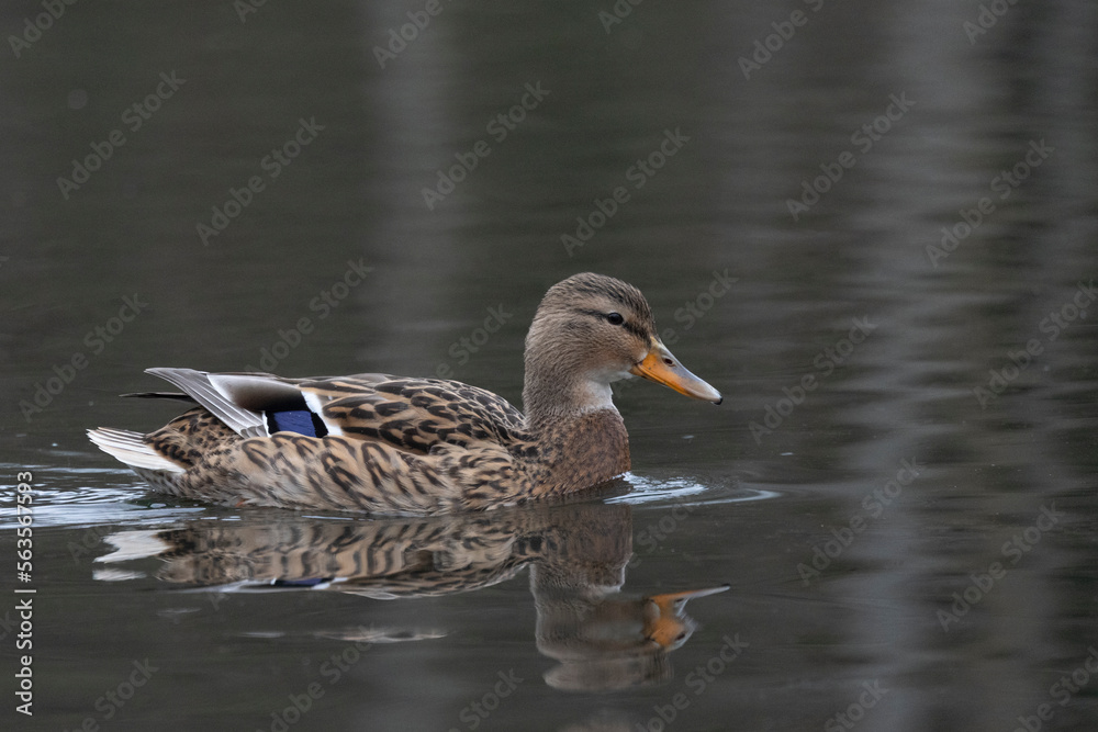 Stockente (Anas platyrhynchos) Stockente (Anas platyrhynchos)