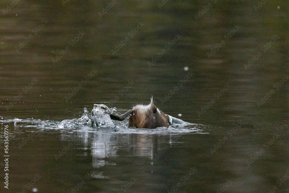 Fototapeta premium Zwergtaucher&nbsp;(Tachybaptus ruficollis)