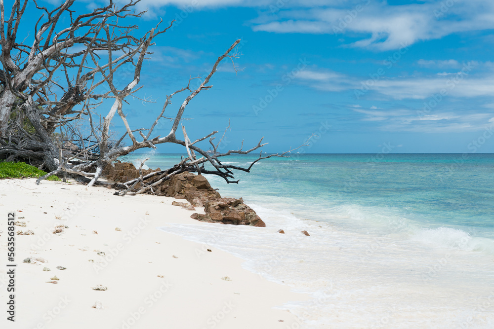 Dead trees in the surf on La Digue beach. Dead trees in the surf on La Digue beach.