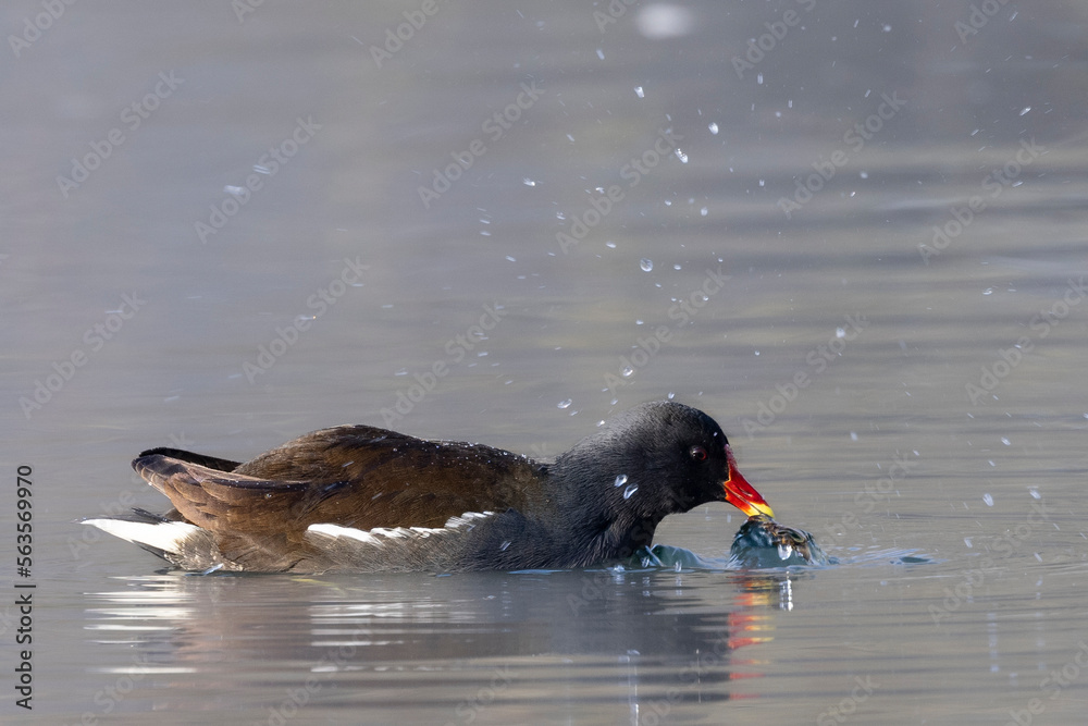 Teichhuhn (Gallinula chloropus) frißt Stichling Teichhuhn (Gallinula chloropus) frißt Stichling