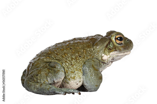 Bufo Alvarius aka Colorado River Toad, sitting side ways. Looking ahead with golden eyes. Isolated cutout on transparent background. photo