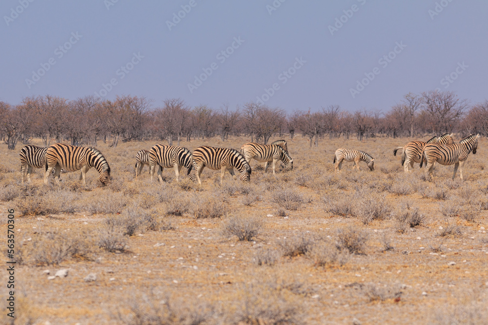 Fototapeta premium Zebras in natural habitat in Etosha National Park in Namibia.