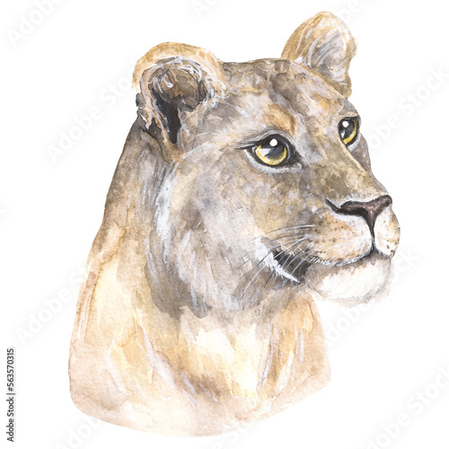 Sticker watercolor illustration wild cats lioness