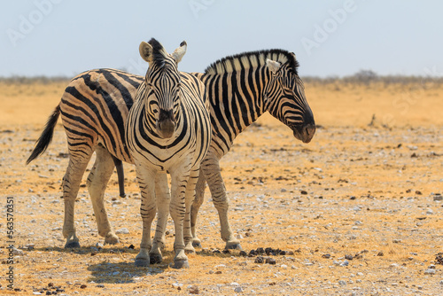 Zebras in natural habitat in Etosha National Park in Namibia.