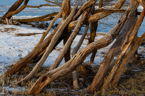 Dry old trees on the river bank in winter. Ice on the river. Snowy morning