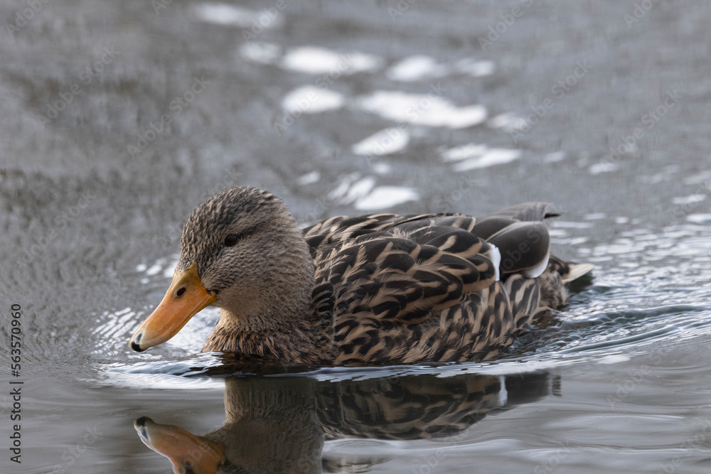 Stockente (Anas platyrhynchos)