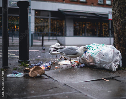 Seagulls on the street rummaging through a garbage bag looking for food
