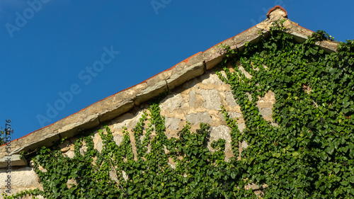 Ivy growing on the stone wall of a village house photo