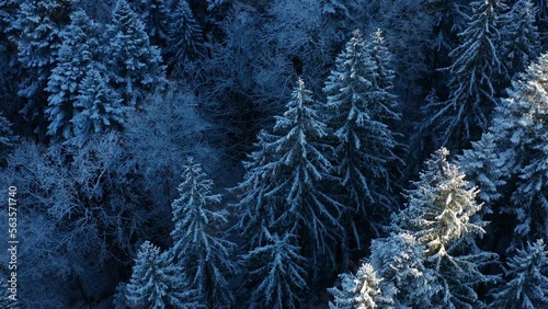 blue texture winter landscape trees