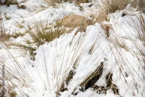 Snow in long grass photo