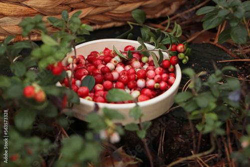 Bowl of delicious ripe red lingonberries outdoors