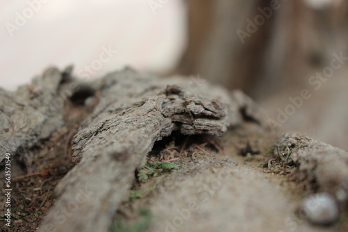 close up of a tree branch 