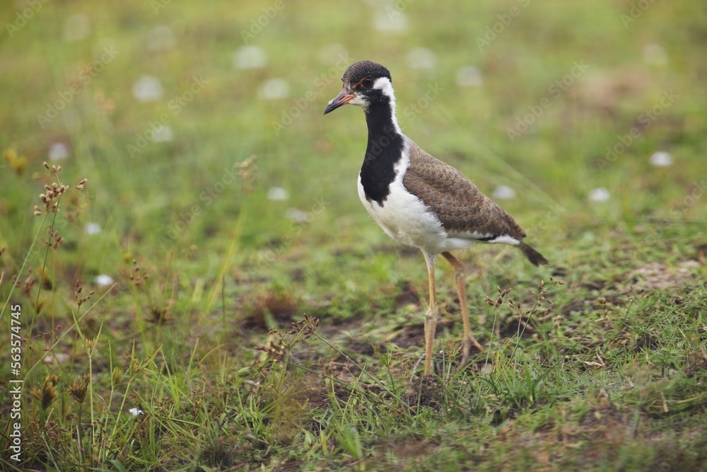 Beautiful red-wattled lapwing bird (Vanellus indicus) in the hole, bird of Sri Lanka, Čejka černoprsá