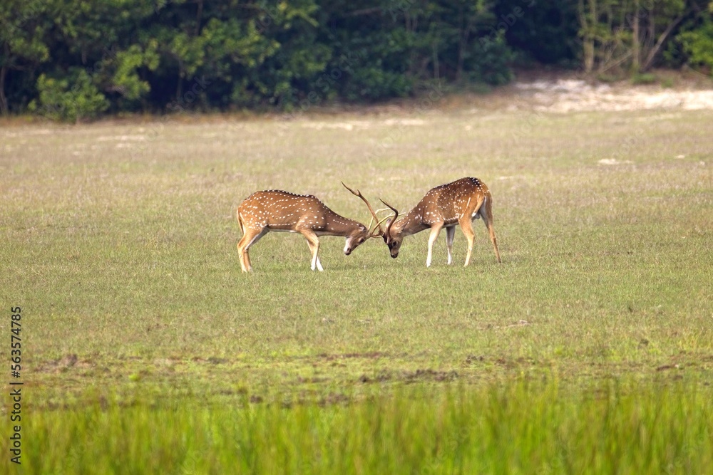 Axis, Axis indický, Spotted deer or Chital or axis axis at forest Sri Lanka, while fighting Axis, Axis indický, Spotted deer or Chital or axis axis at forest Sri Lanka, while fighting