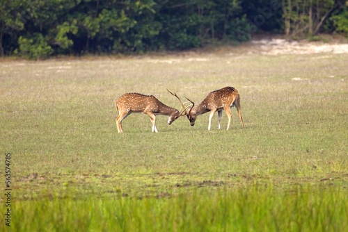Axis  Axis indick    Spotted deer or Chital or axis axis at forest Sri Lanka  while fighting