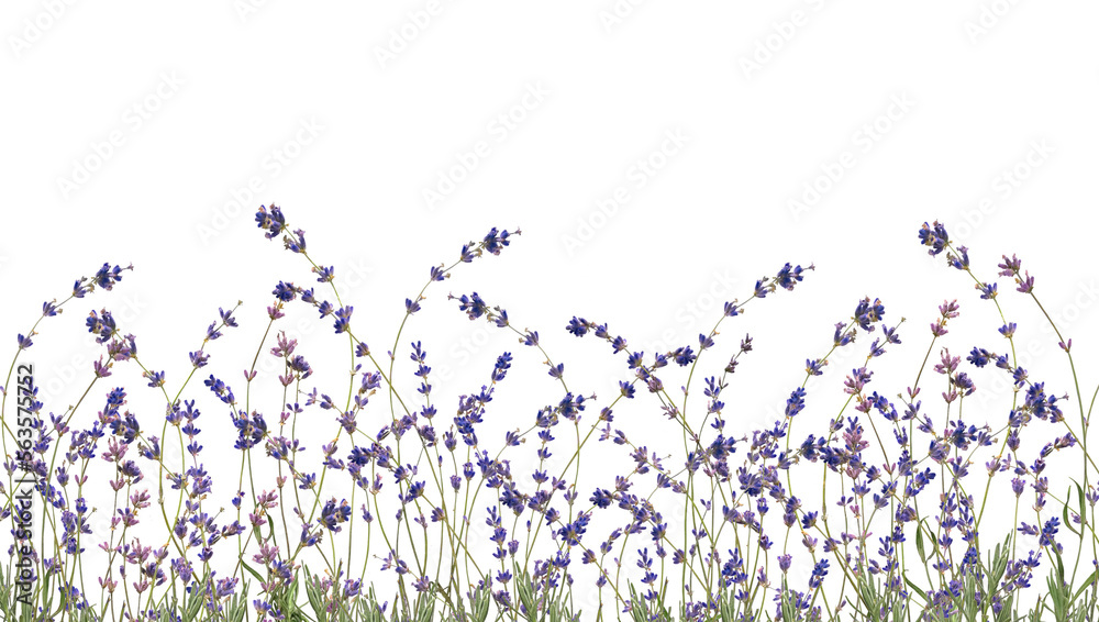 Floristic border of realistic lavander on transparent background. Collection violet lavender wreath with green leaf isolated on transparent background. - obrazy, fototapety, plakaty 