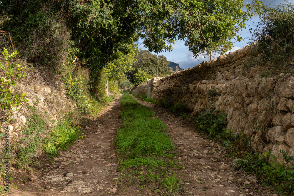 Rural road surrounded by Mediterranean crops