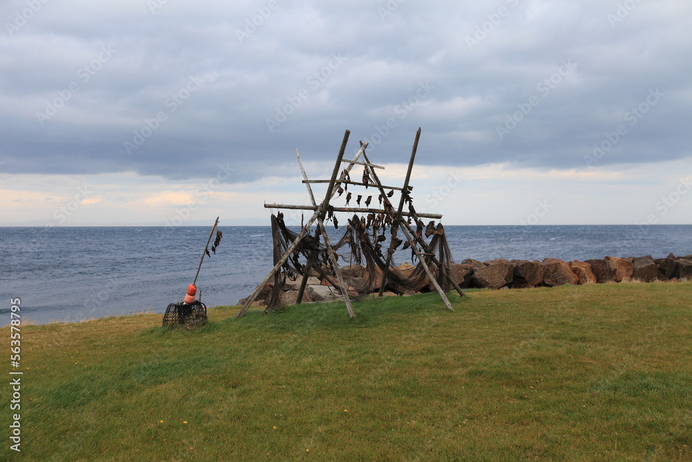 Fototapeta premium Drying flake with stockfish in foreshore, Iceland