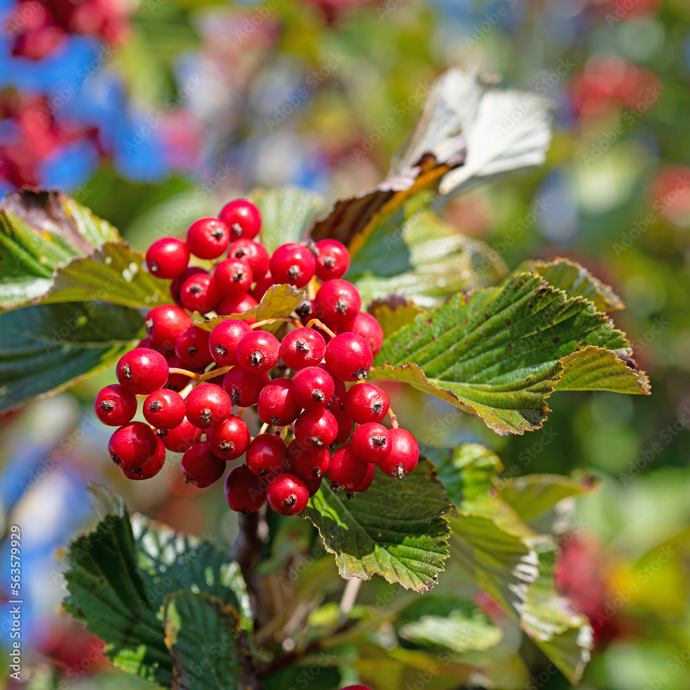 Obraz premium Früchte vom Mehlbeerbaum in einer Nahaufnahme
