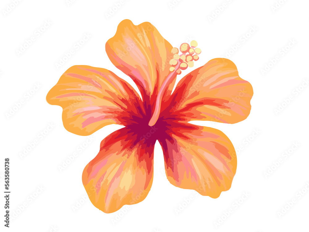 Hibiscus illustration. Vibrant orange tropical flower. Realistic botanical high quality hand drawn painting isolated on white. Hibiscus illustration. Vibrant orange tropical flower. Realistic botanical high quality hand drawn painting isolated on white.