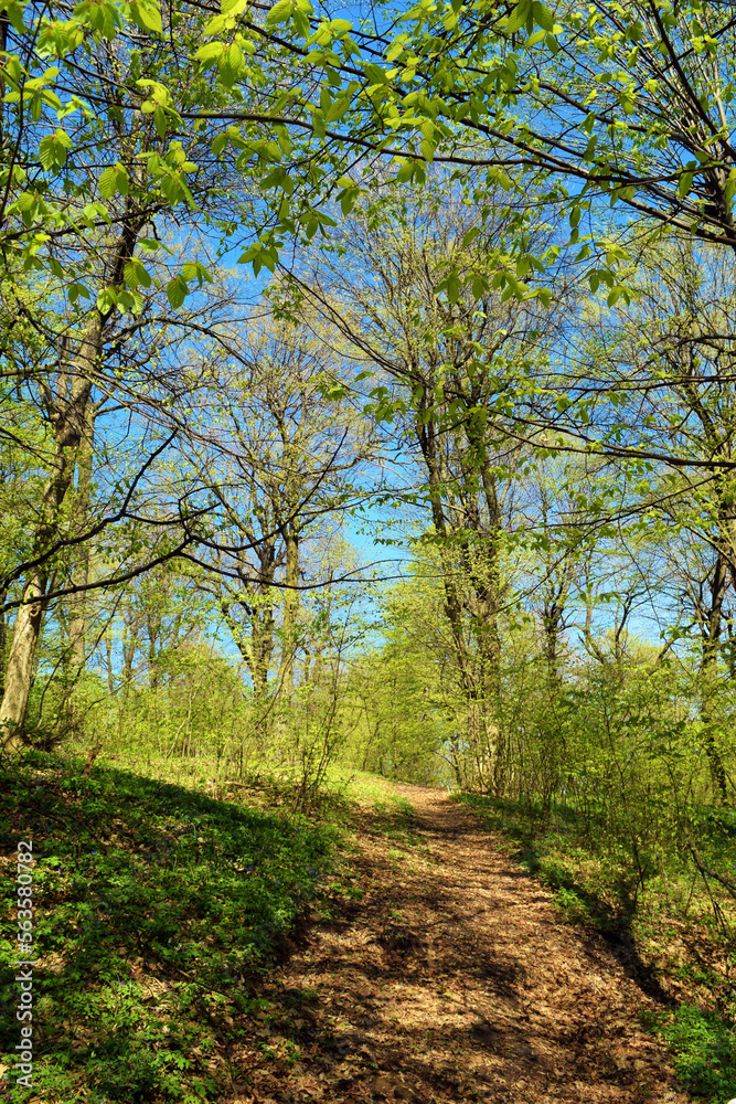 Forest landscape with green trees in spring Forest landscape with green trees in spring