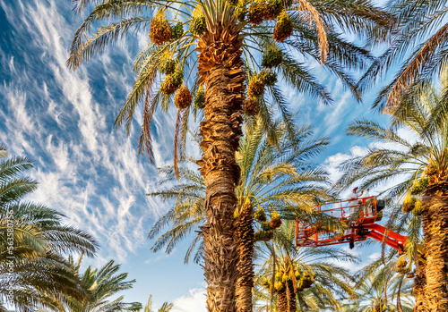 Palm plantation maintenance and care of date palms. Image depicts healthy foo...