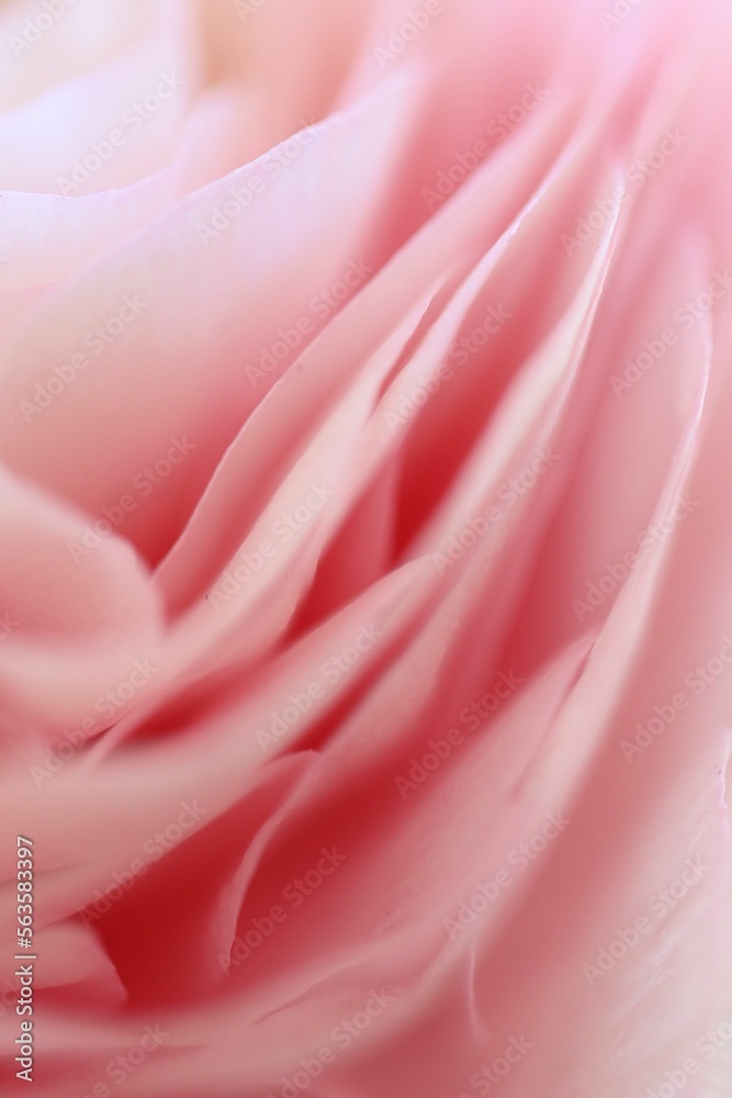 Runinculum flower closeup shape background 