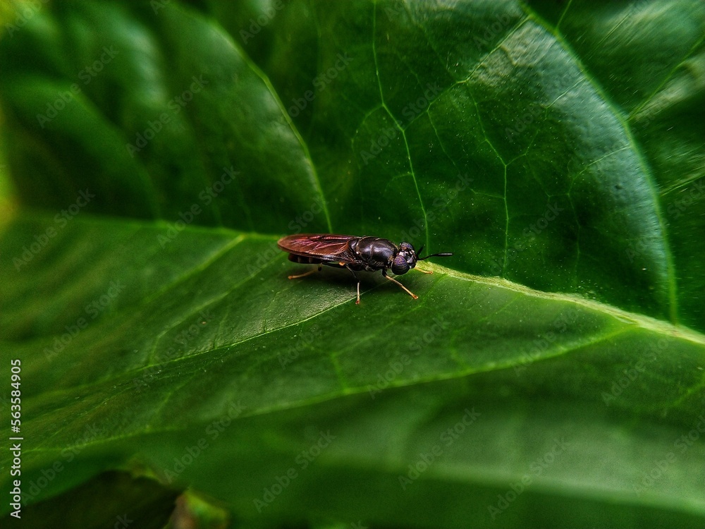 Black soldier fly Black soldier fly