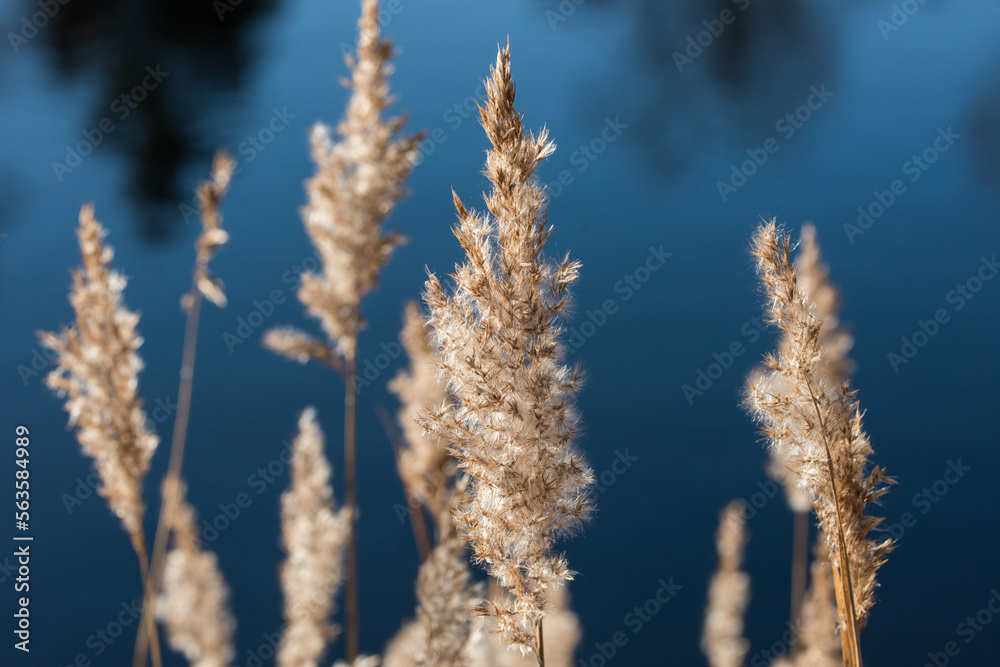 Phragmites. common reed at a Reedbed in winter Phragmites. common reed at a Reedbed in winter