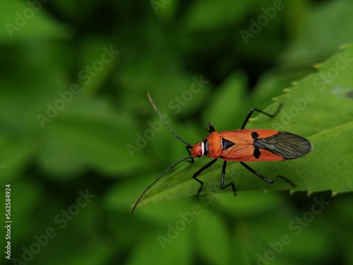 Dysdercus cingulatus is a species of true bug in the family Pyrrhocoridae, commonly known as the red cotton stainer. © A.willem