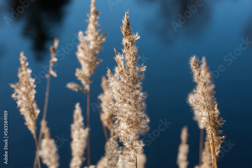 Phragmites. common reed at a Reedbed in winter